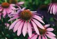 Fighting worm infections with a herb mixture