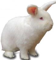 Rabbits benefit from organic acid blend