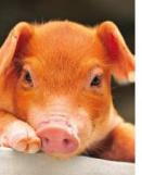 Phytogenic concepts in piglets