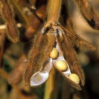 DuPont launches high yielding soybeans