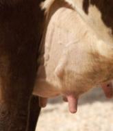 Mastitis prevention: The nutritional approach