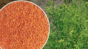 Camelina creates food plus fuels scenario