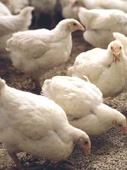 Acidifiers against ascites in poultry