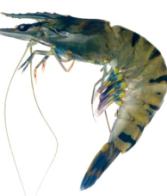Mycotoxins: an overlooked threat in shrimps
