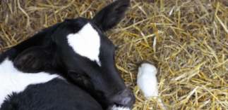 Lactoferrin supplemen­tation for calves (Part 1)