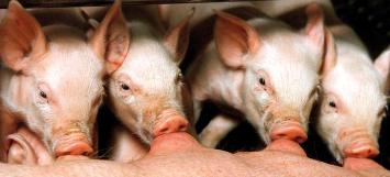 Heavier piglets with omega-3 fatty acids