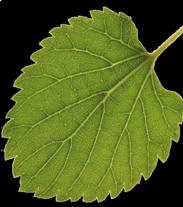 Mulberry leaves as sheep feed supplement