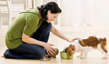 Pet food recalls: Restoring consumer confidence