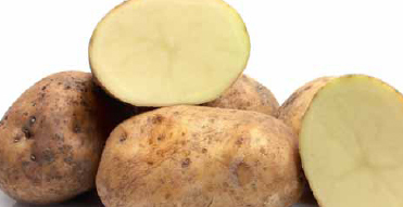 Fermented potato protein for sow diets