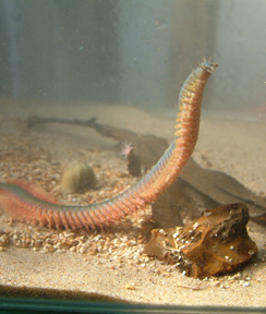 Ragworms show promise as substitute for fish meal