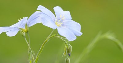Linseed: Not good for all animals