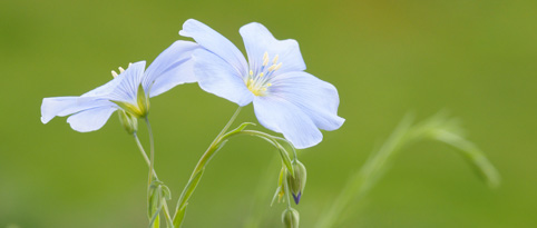 Linseed: Not good for all animals