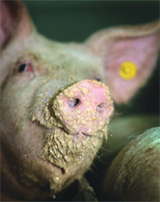 Pigs benefit from fermented liquid diets