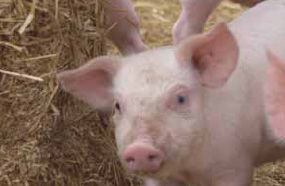 Main breakthroughs in pig nutrition