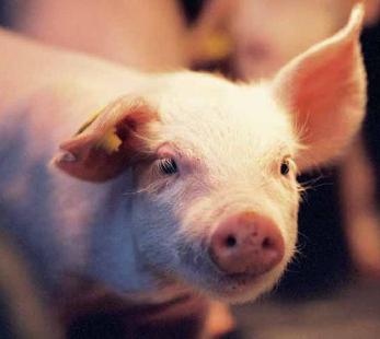 Replacing whey protein concentrate in piglet diets