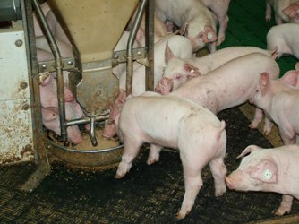 Whey protein concentrate: Tasty ingredient for pigs