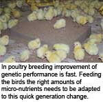Feeding poultry genetics of today