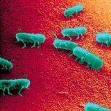 Action against Salmonella in animal feed highly effective
