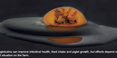 Piglet diets with egg immunoglobulins