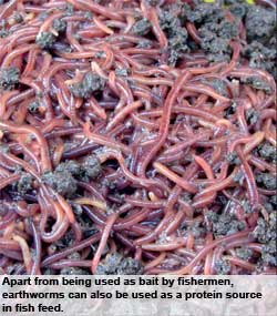 Formulating fish feed using earthworms as a protein source