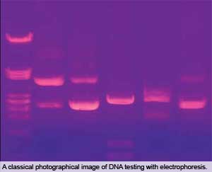 New PCR-based test replaces microscopy screening of feed