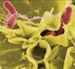 Colony shape tells more about salmonella survival in the feed mill