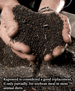 Rapeseed meal in animal diets