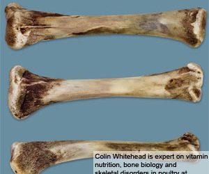 Nutritional factors in broiler bone problems