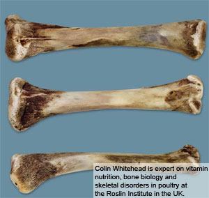 Nutritional factors in broiler bone problems