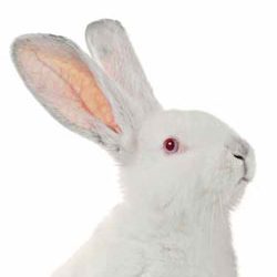 Eubiotic lignocellulose in rabbit diets