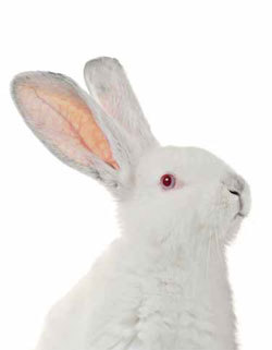 Eubiotic lignocellulose in rabbit diets