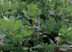 Faba beans: An alternative protein source for animals