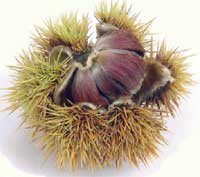 Sweet chestnut tannins in animal diets