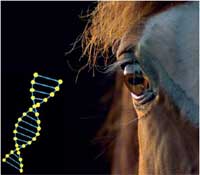 Sequencing the horse genome:  What does it mean?