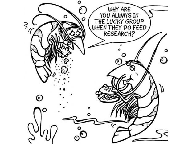 Shrimp feed trials