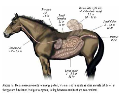 Equine nutrition in the 21st century