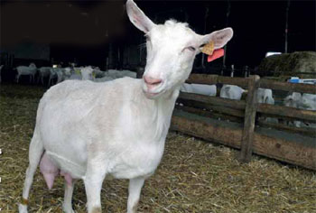 ‘Much is still unclear in goat nutrition’