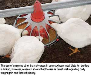 Use of enzymes in corn-soybean poultry diets