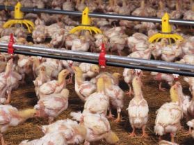 Research: Fighting heat stress in broilers