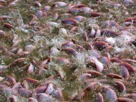Research: Soybean meal in tilapia diets