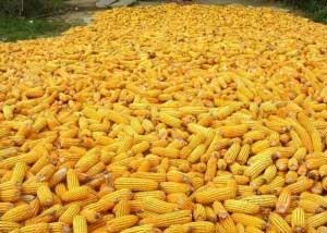 China to limit corn use in non-animal-feed projects