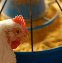 Muslims doubt that poultry feed is halal