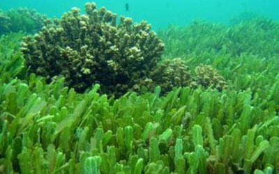 $5.5 million grant to produce animal feed from marine algae