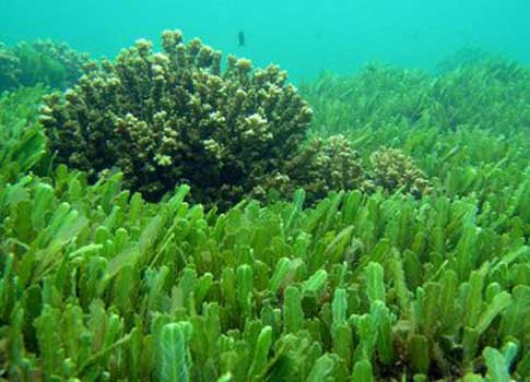 $5.5 million grant to produce animal feed from marine algae