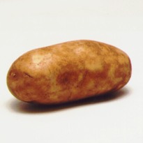 Brussels to debate GM potato for feed