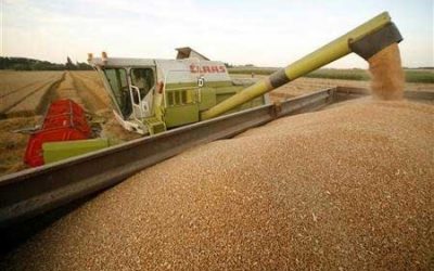 Rising animal feed costs in Kenya hit industry hard