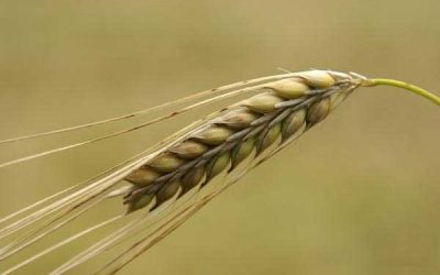 Saudi barley importers punished for price hike