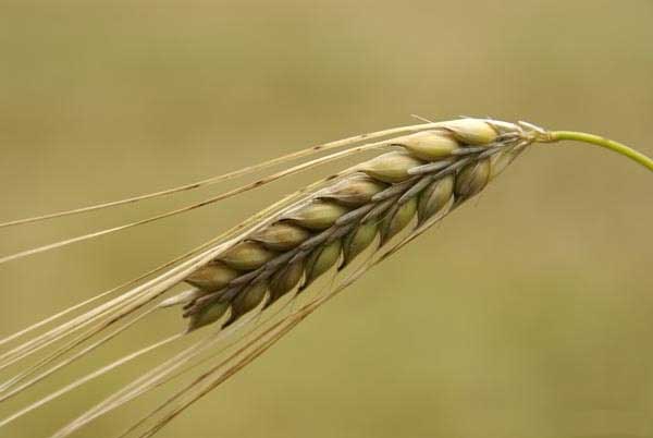 Saudi barley importers punished for price hike