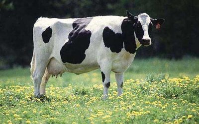 Research: Lipids to control methane emission in dairy cows