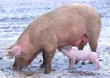 Research: Protein management to lower GHG-emission in pigs